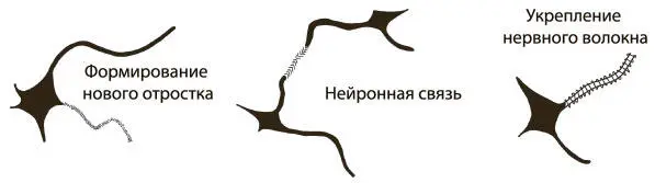 Рис 11 Вот так мозг постепенно растет и развивается схема Ученые - фото 2