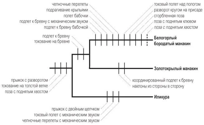 Филогения белогорлого бородатого манакина золотокрылого манакина и иликуры - фото 24