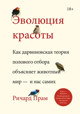 Ричард Прам Эволюция красоты. Как дарвиновская теория полового отбора объясняет животный мир – и нас самих обложка книги