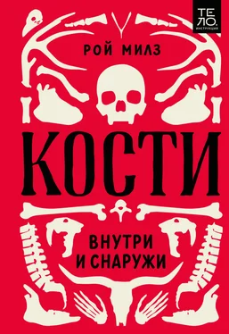 Рой Милз Кости: внутри и снаружи обложка книги