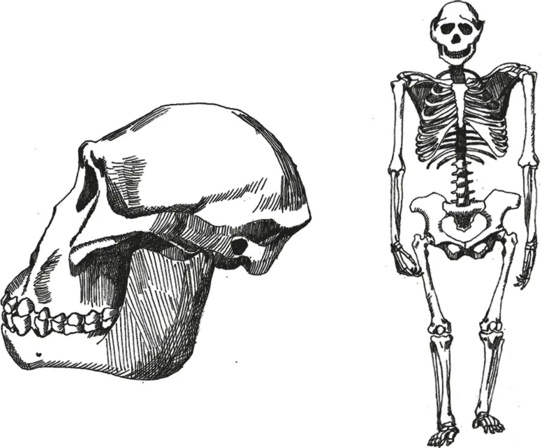 Рис 6Череп и скелет Australopithecus afarensis Одно из древнейших - фото 6
