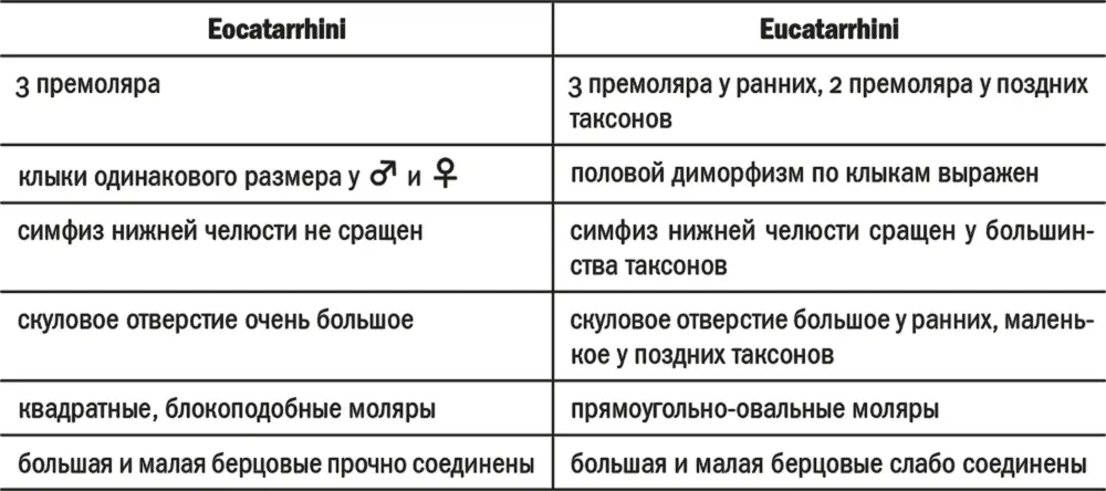 Приматы и родственные группы Надотряд ARCHONTA 1 - фото 50