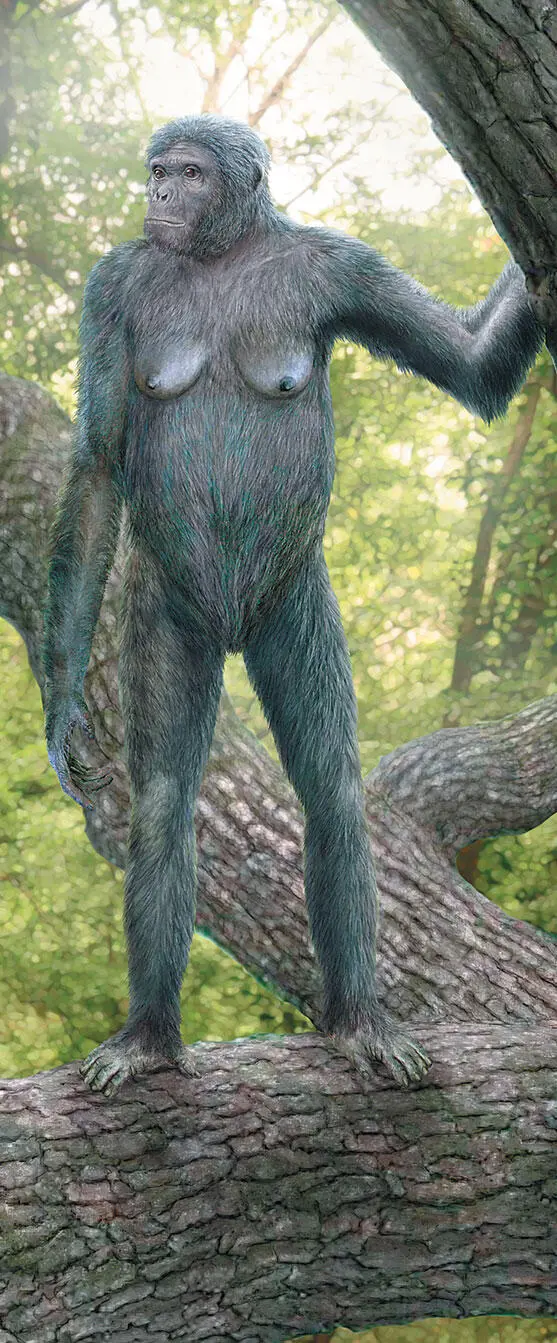 Ardipithecus ramidus ранний австралопитек одинаково хорошо чувствовавший - фото 70