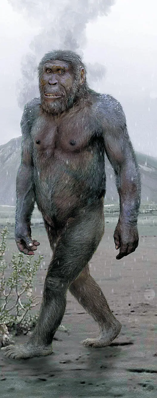 Australopithecus afarensis прогуливающийся по засыпанной вулканическим пеплом - фото 71