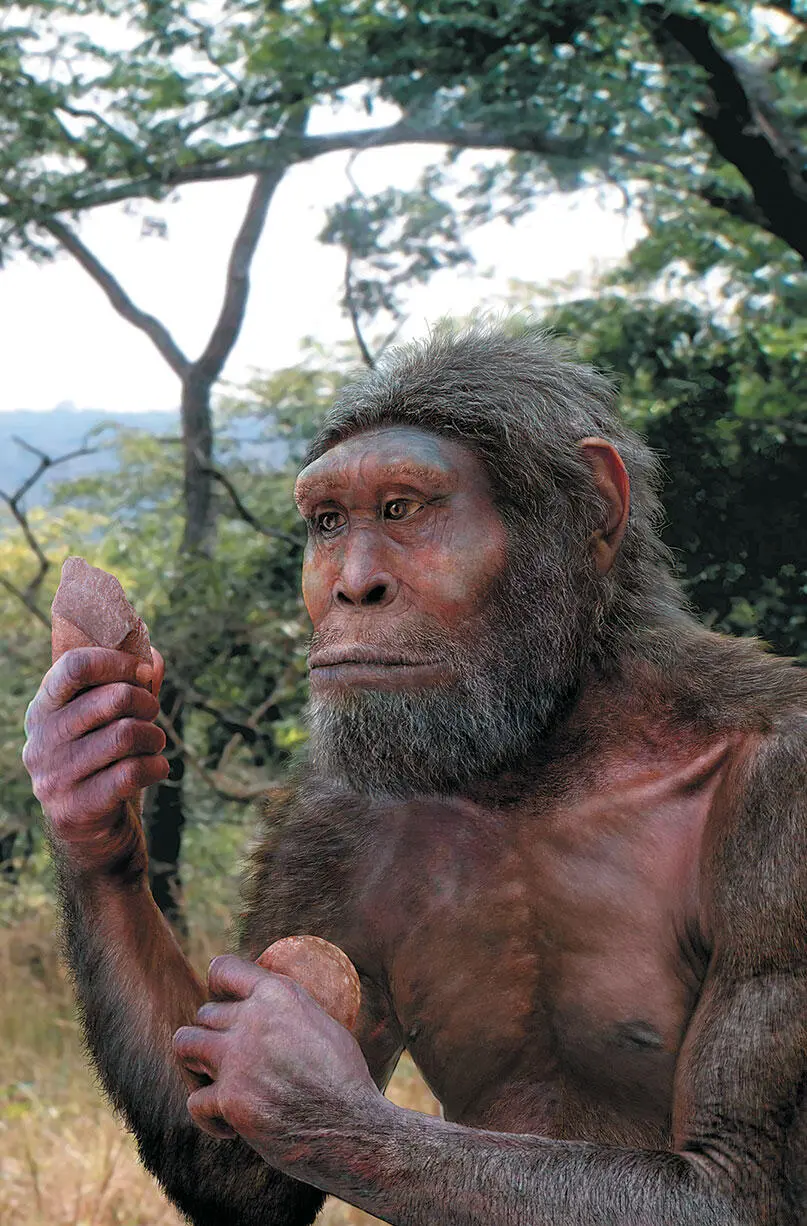 Homo habilis один из первых творцов каменных орудий Восточная Африка 18 - фото 73