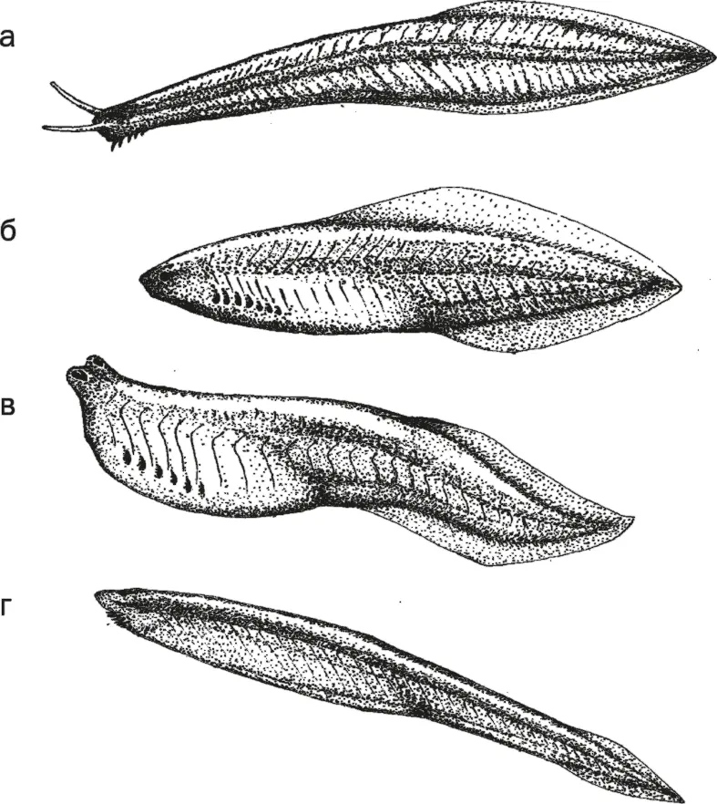 Рис 7 Pikaia gracilens а Haikouichthys ercaicunensis б Metaspriggina - фото 7