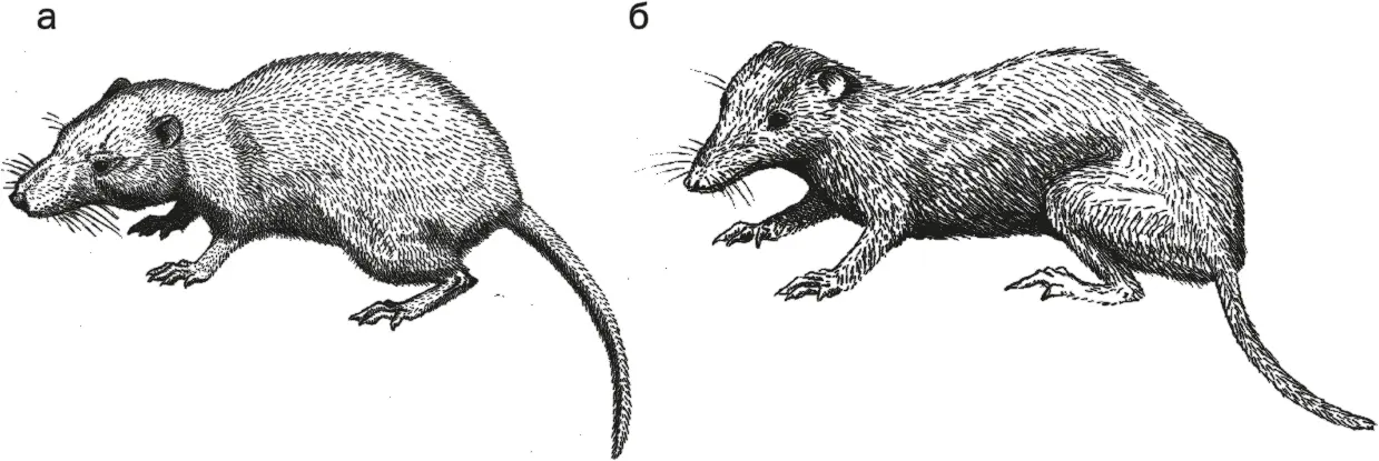 Рис 14 Adelobasileus cromptoni а и Morganucodon watsoni б Выкармливание - фото 14