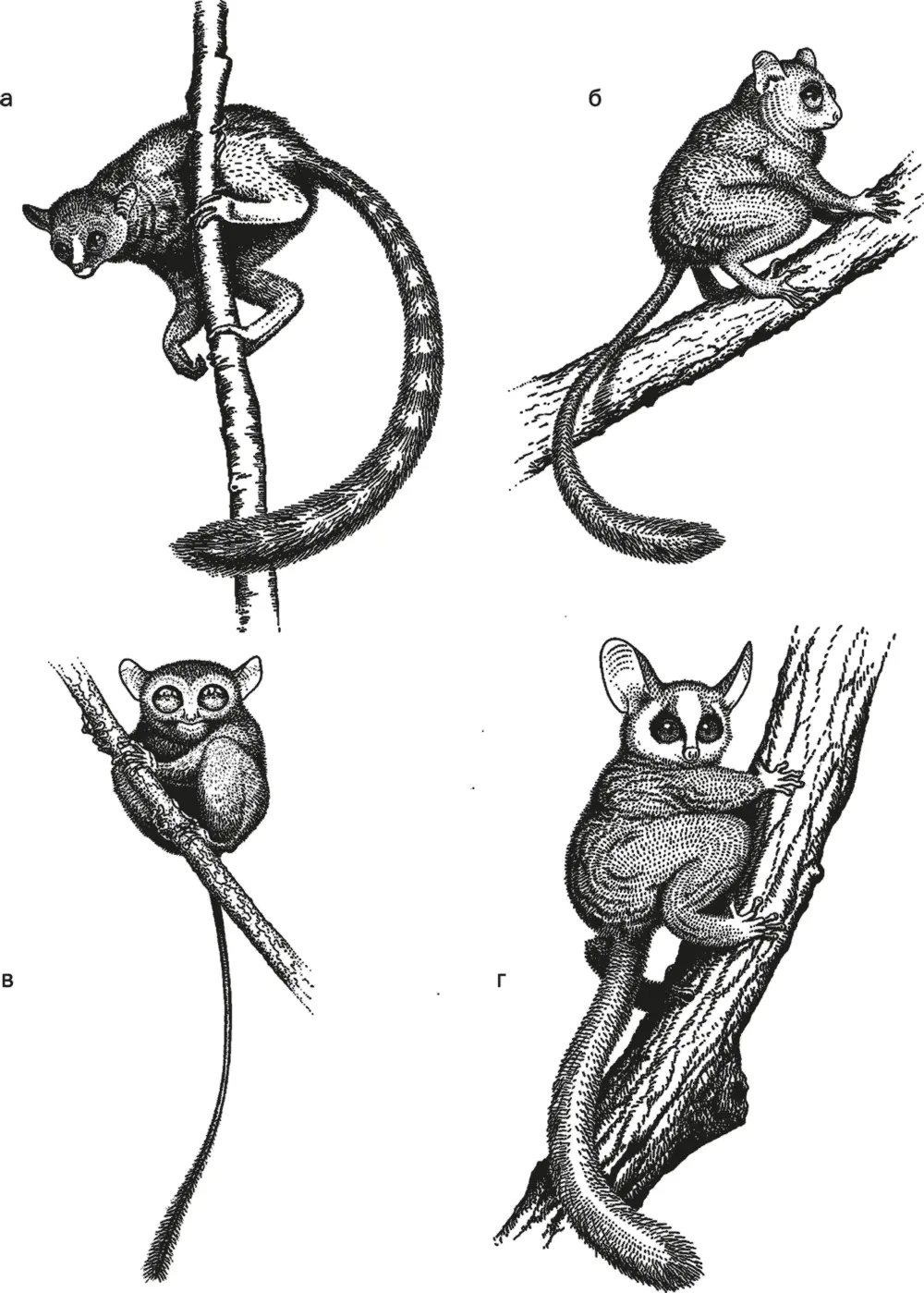 Рис 30 Archicebus achilles а Necrolemur б долгопят в и галаго г - фото 30