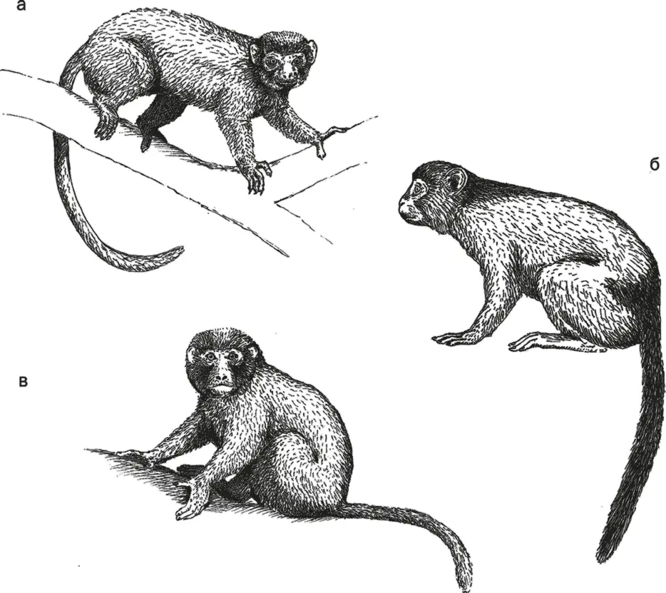 Рис 31 Eosimias а Amphipithecus б и Apidium в Судя по обломку черепа - фото 31