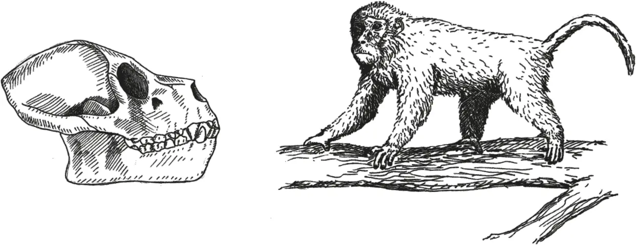 Рис 33Череп Aegyptopithecus zeuxis и реконструкция Propliopithecus - фото 33