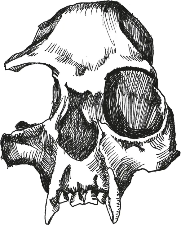 Рис 34Череп Pliopithecus vindobonensis Больше останков сохранилось от - фото 34