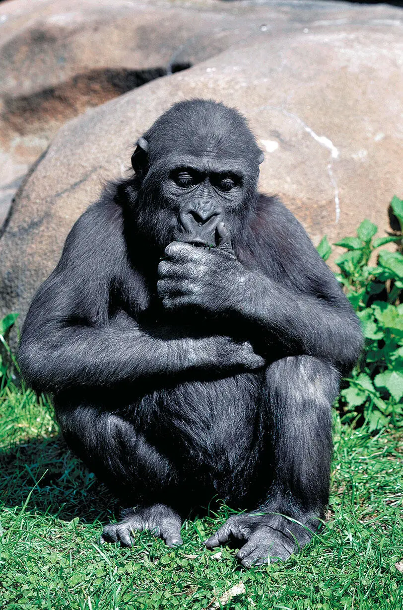 Горилла Gorilla gorilla самый могучий примат современности и второй после - фото 47