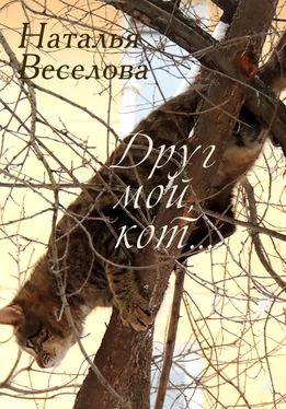 Наталья Веселова Друг мой, кот… обложка книги