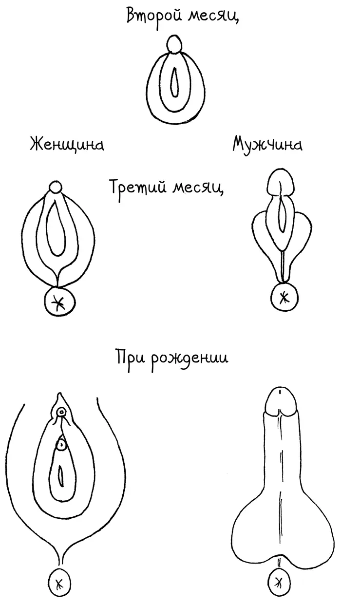 Голова плечи колени и влагалище Теперь когда вы знаете как сформировались - фото 1