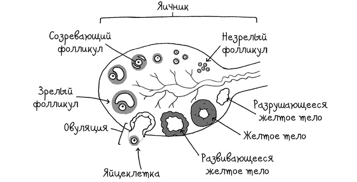 Влагалище это вовсе не зияющая дыра которая так и ждет когда в нее - фото 4