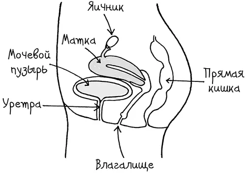 Влагалище это вовсе не зияющая дыра которая так и ждет когда в нее - фото 5