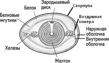 Рис 12 Птичье яйцо Желток подвешен в белке на халазах Птенец развивается из - фото 15