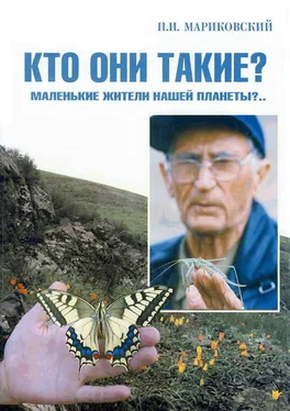 Павел Мариковский В мире насекомых. Кто они такие? Маленькие жители нашей планеты?.. обложка книги