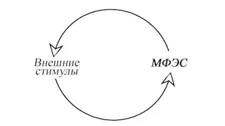 Схема 7 МФЭС продукт развития циклов Циклы можно разделить на внешние и - фото 8