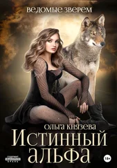 Ольга Князева - Ведомые зверем. Истинный альфа