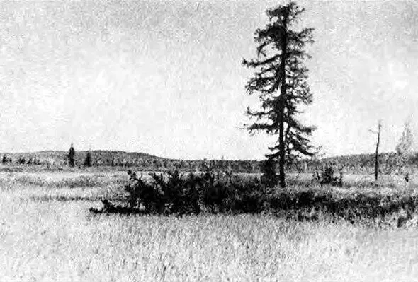 108летняя лиственница на Южном болоте пережившая катастрофу 1908 года - фото 23