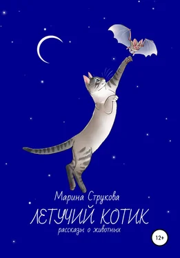 Марина Струкова Летучий котик. Рассказы о животных обложка книги