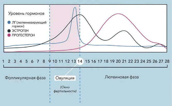 Можно ли заниматься сексом во время месячных Безусловно Если хотите - фото 4