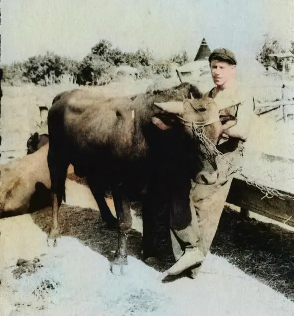 На фотографии Ивана Иванова брат Николай Иванов и его воспитанник бык Мишка - фото 39