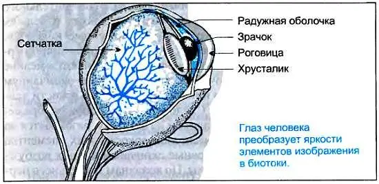 Сетчатка глаза состоит из множества светочувствительных элементов или как их - фото 52