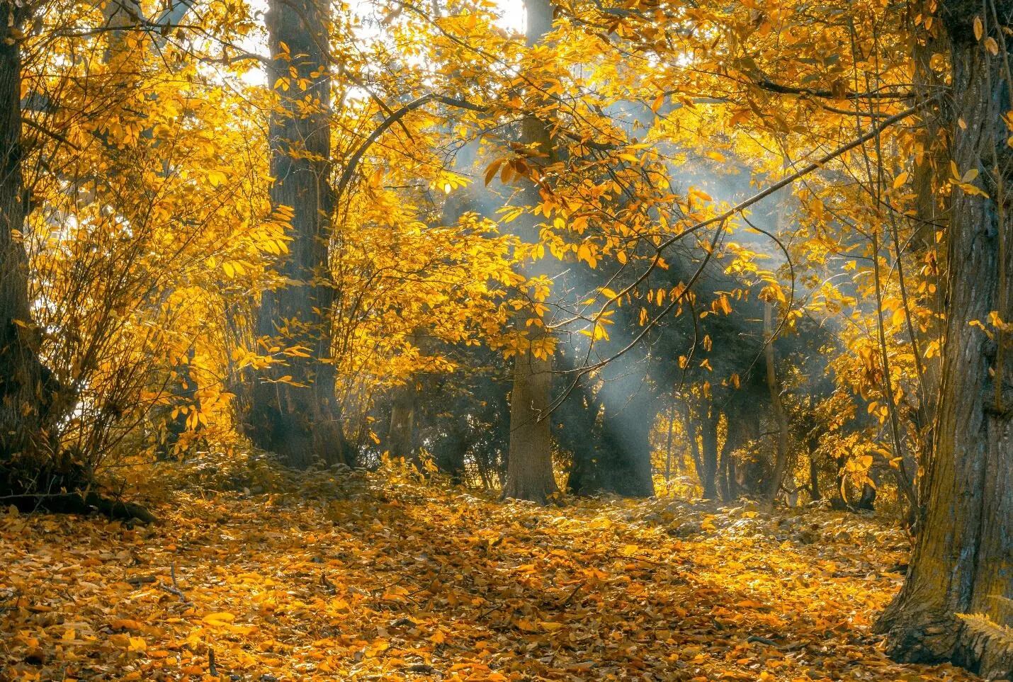 Лесные сказки Мышонок привереда Возле самого леса в уютной норке на краю - фото 1