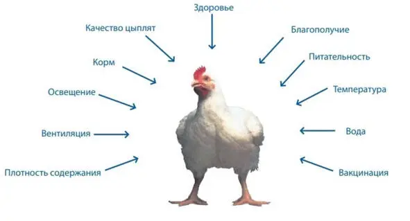 Рисунок 1 Факторы влияющие на рост и качество бройлеров Современное - фото 1