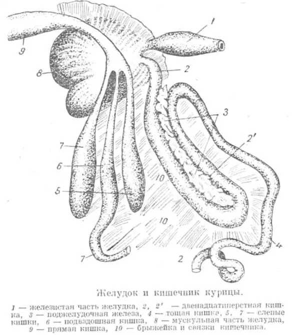 Рисунок 2 анатомическое строение желудка курицы В кишечнике осуществляется - фото 2