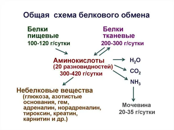 Рисунок 4 Общая схема белкового обмена птицы Роль белков организма Белки - фото 4