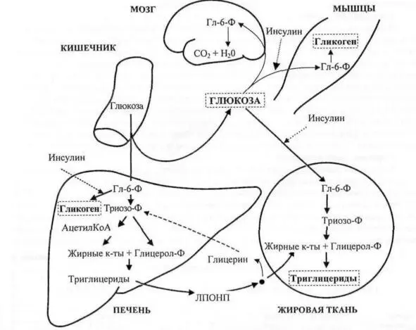 Рисунок 5 Общая схема углеводного обмена птицы В пищеварительный тракт птицы - фото 5