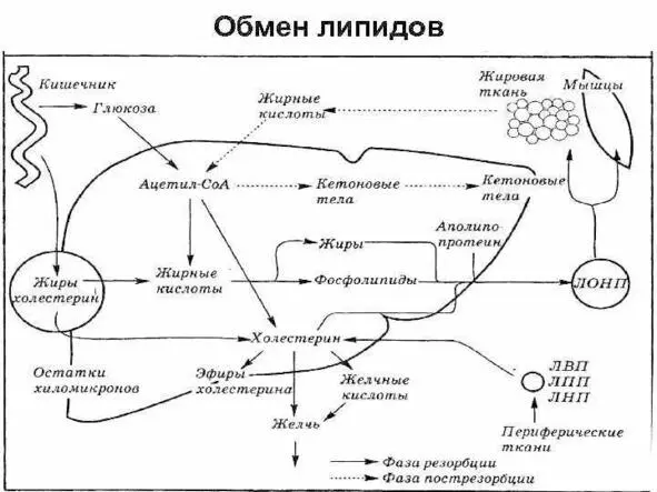 Рисунок 6 Общая схема липидного обмена птицы В организме птиц и млекопитающих - фото 6