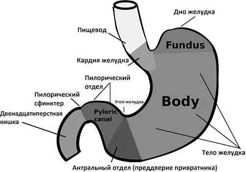 Рисунок 1 Функциональная анатомия желудка Пилорические железытакже в - фото 1