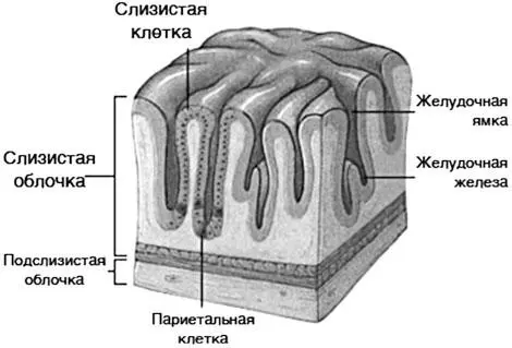 Рисунок 2 Строение слизистой оболочки желудка Рисунок 3 Структура и - фото 2
