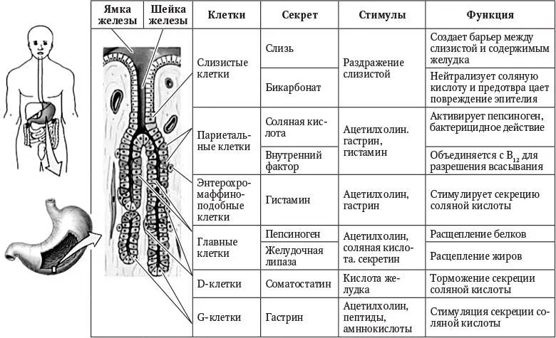 Рисунок 3 Структура и клеточный состав желез желудка Рисунок 4 - фото 3