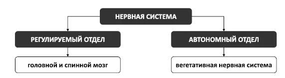 Рис 3 Устройство нервной системы Рис 4 Устройство вегетативной нервной - фото 5