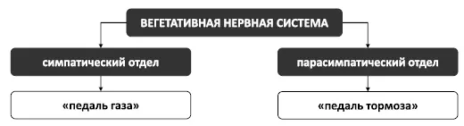 Рис 4 Устройство вегетативной нервной системы Если симпатический отдел - фото 6