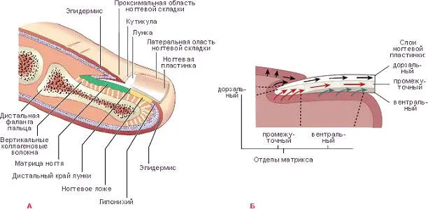 Увидеть здоровые блестящие розовые натуральные ногти на руках клиента в - фото 3