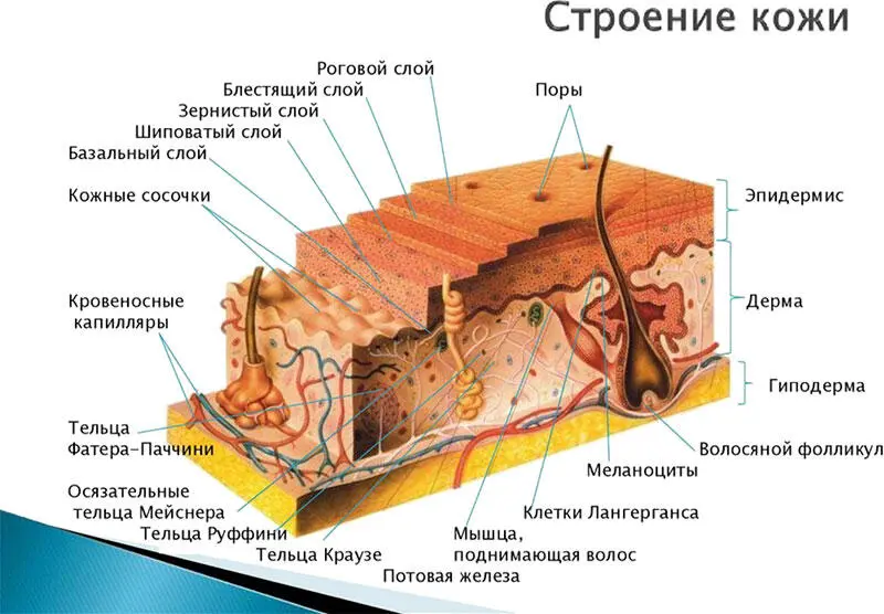 Стандартно различают 4 типа кожи нормальная сухая жирная комбинированная - фото 4