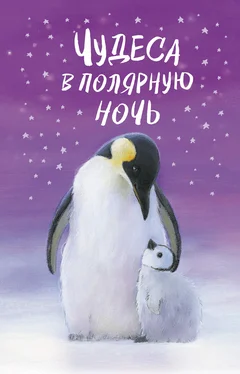 Холли Вебб Чудеса в полярную ночь обложка книги