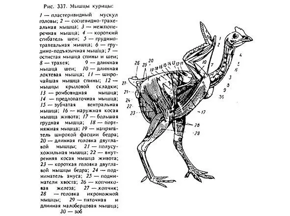 Рисунок 1 Анатомическое строение курицы Красные мышцы имеют тонкие длинные - фото 1