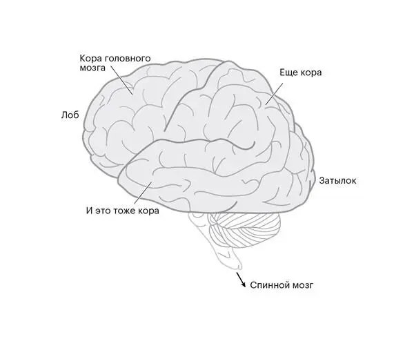 Рисунок 11Базовая анатомия человеческого мозга Бóльшая часть внешнего слоя - фото 1