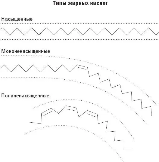 Ученыелипидологи в 1950х годах были сосредоточены на том как эти разные виды - фото 3
