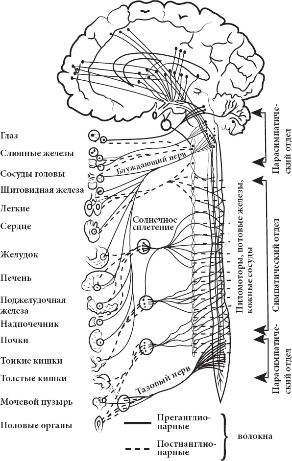 Рис 3 Общая схема вегетативной нервной системы Точечный массаж - фото 3
