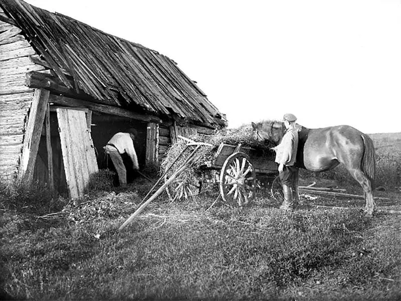 Уборка сена в сарай Ленинградская обл Тосненский рон город Никольское - фото 5
