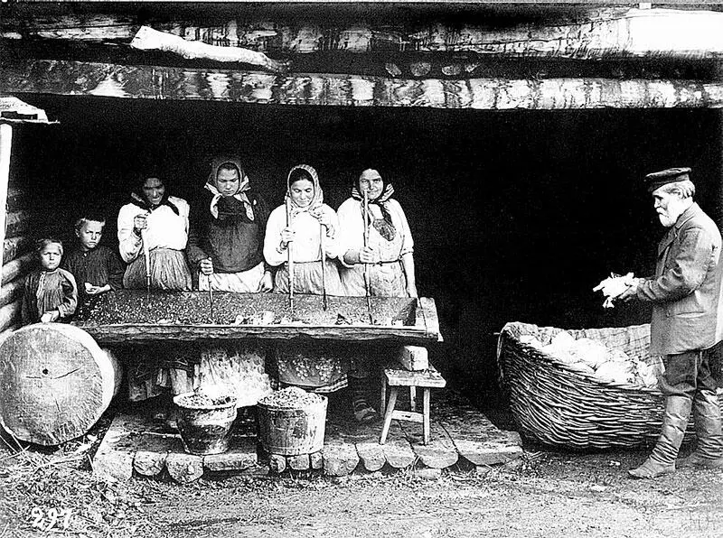 Рубка капусты Оренбургская губерния 19001905 гг Под пение песен молодежь - фото 7