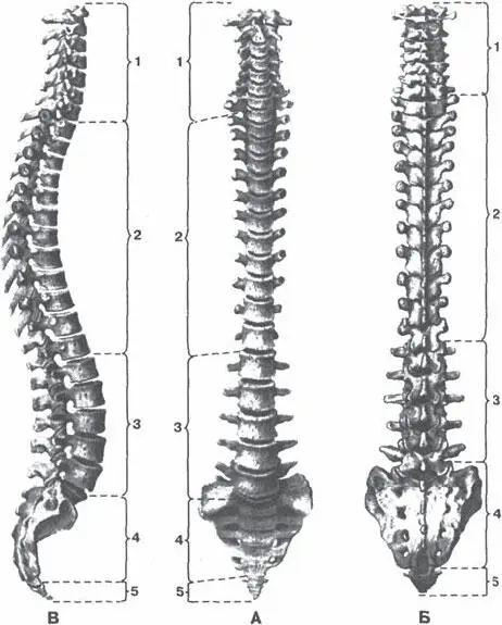 Позвоночный столб columna vertebralis А вид спереди Б вид сзади В - фото 24
